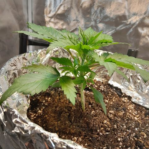  Critical XXL Fast growlog timeline photo