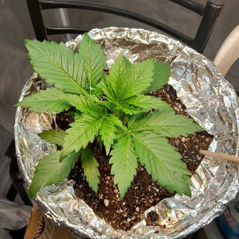  Critical XXL Fast growlog timeline photo