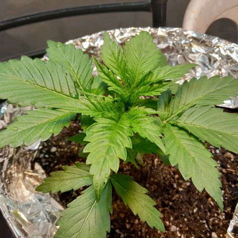  Critical XXL Fast growlog timeline photo