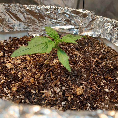 Auto Purple Punch growlog timeline photo