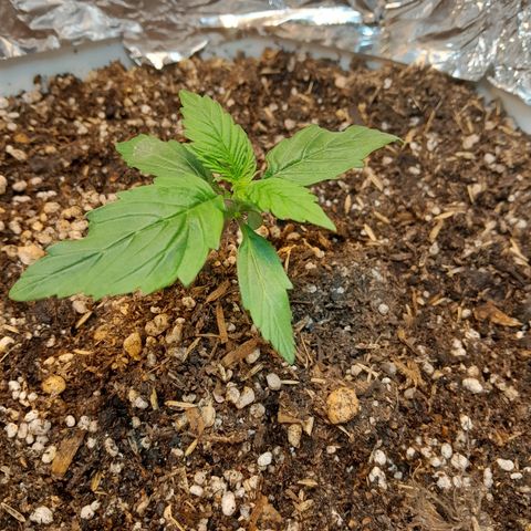 Auto Purple Punch growlog timeline photo
