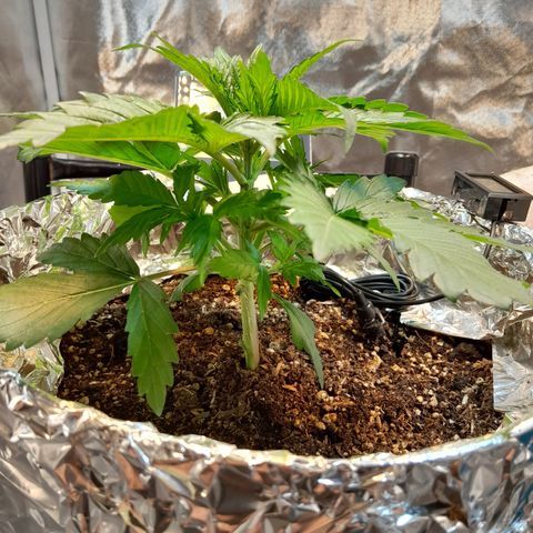  Critical XXL Fast growlog timeline photo