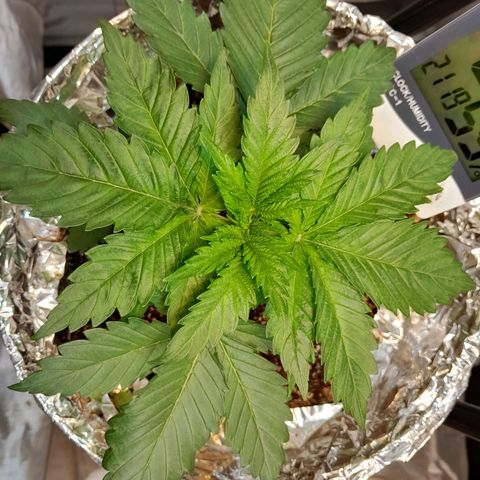  Critical XXL Fast growlog timeline photo
