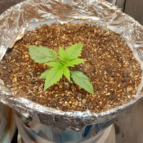 Auto Purple Punch growlog timeline photo