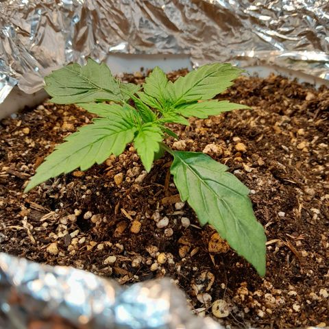 Auto Purple Punch growlog timeline photo