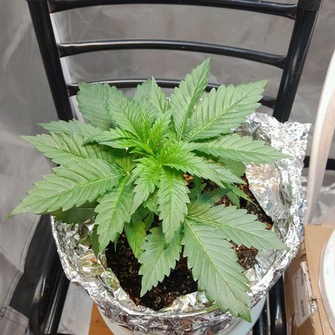  Critical XXL Fast growlog timeline photo