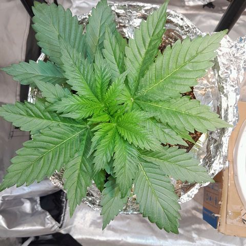  Critical XXL Fast growlog timeline photo