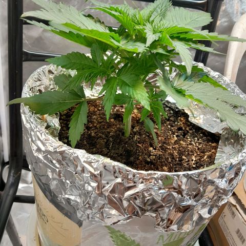  Critical XXL Fast growlog timeline photo