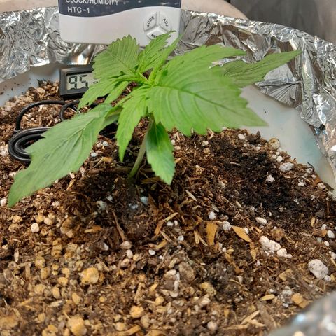 Auto Purple Punch growlog timeline photo