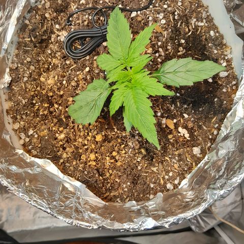 Auto Purple Punch growlog timeline photo