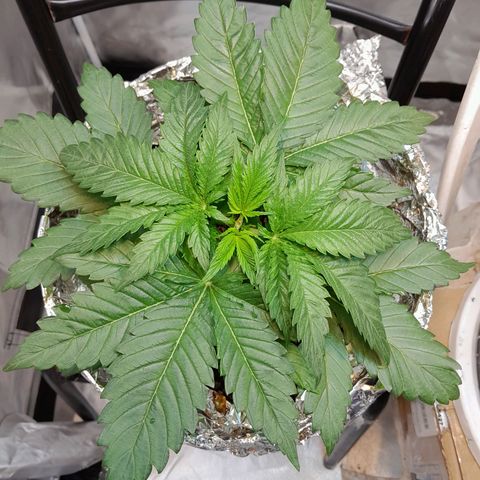  Critical XXL Fast growlog timeline photo