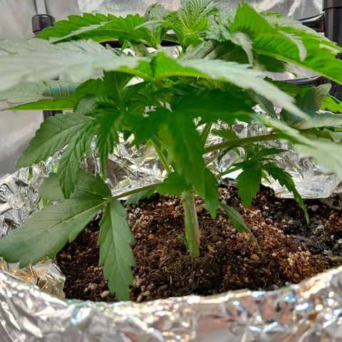  Critical XXL Fast growlog timeline photo