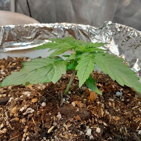 Auto Purple Punch growlog timeline photo