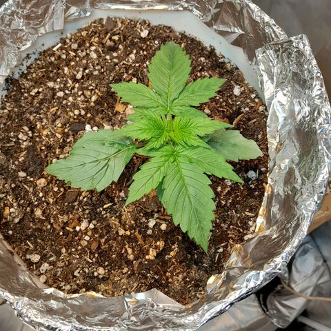 Auto Purple Punch growlog timeline photo