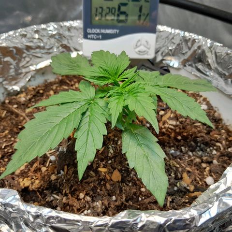 Auto Purple Punch growlog timeline photo