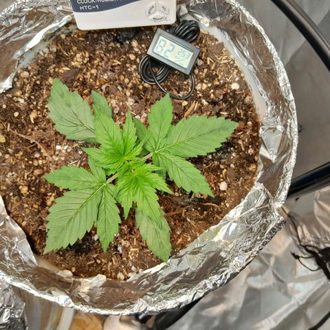 Auto Purple Punch growlog timeline photo