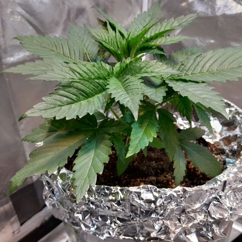  Critical XXL Fast growlog timeline photo