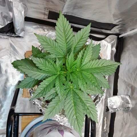  Critical XXL Fast growlog timeline photo