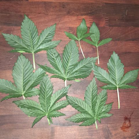  Critical XXL Fast growlog photo: Primera poda