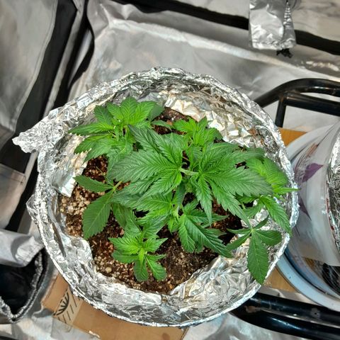  Critical XXL Fast growlog photo: Primera poda