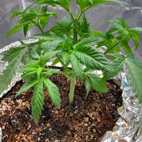  Critical XXL Fast growlog photo: Primera poda