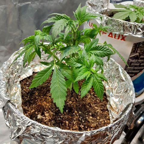  Critical XXL Fast growlog photo: Primera poda