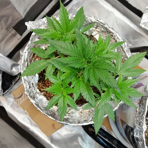  Critical XXL Fast growlog photo: Post defoliacion