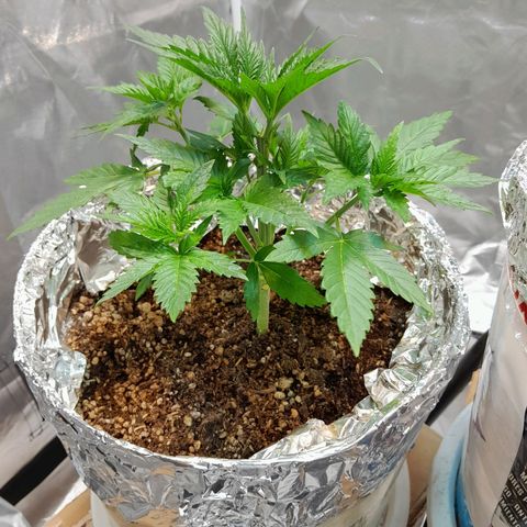  Critical XXL Fast growlog photo: Post defoliacion