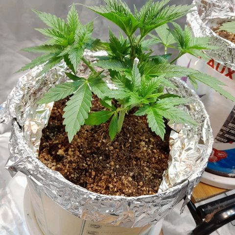  Critical XXL Fast growlog photo: Post defoliacion
