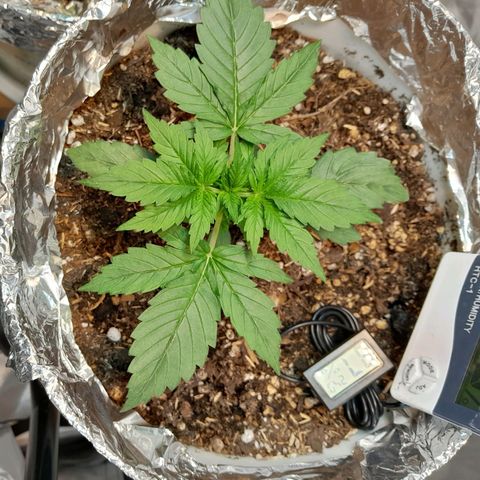 Auto Purple Punch growlog timeline photo
