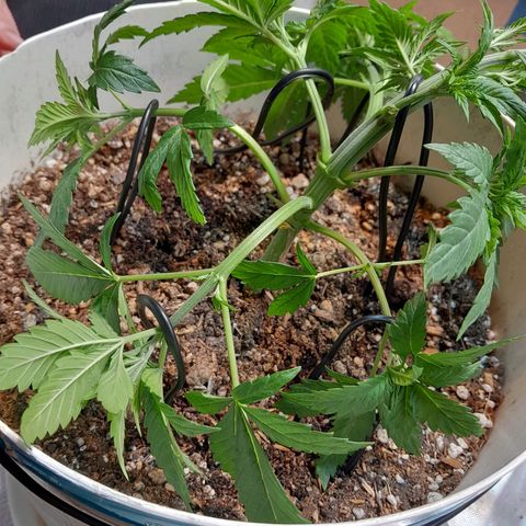  Critical XXL Fast growlog photo: 1er LTS