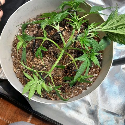  Critical XXL Fast growlog photo: 1er LTS