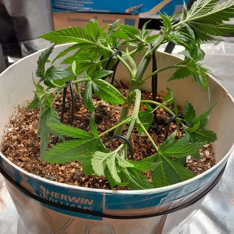  Critical XXL Fast growlog photo: 1er LTS