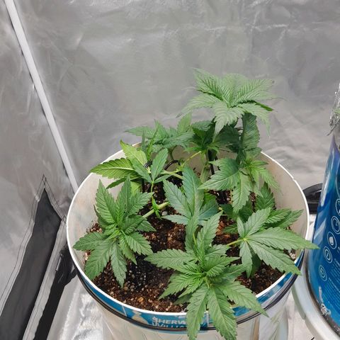  Critical XXL Fast growlog timeline photo