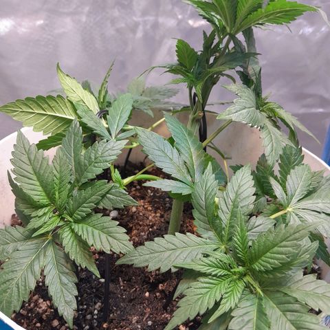  Critical XXL Fast growlog timeline photo