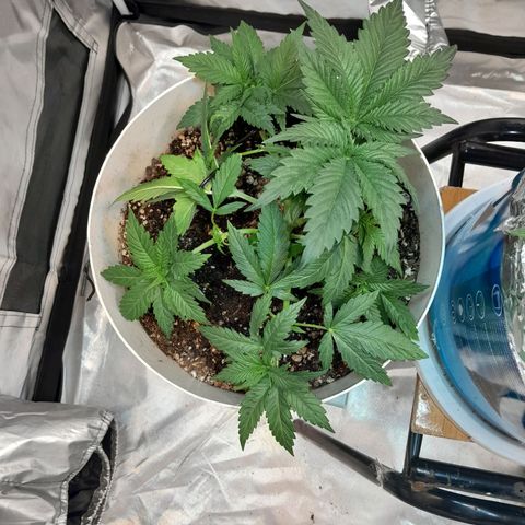  Critical XXL Fast growlog timeline photo
