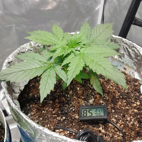 Auto Purple Punch growlog timeline photo