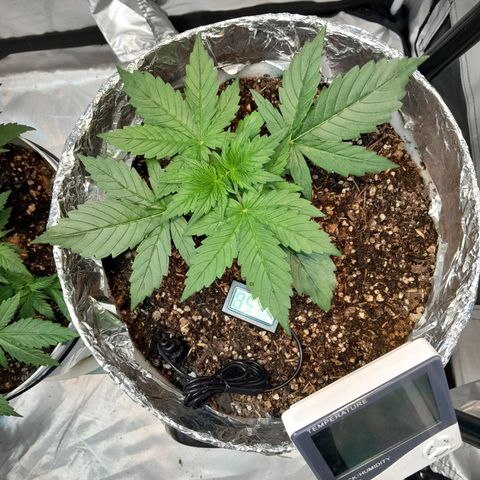 Auto Purple Punch growlog timeline photo