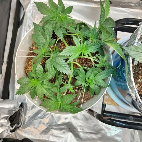  Critical XXL Fast growlog timeline photo