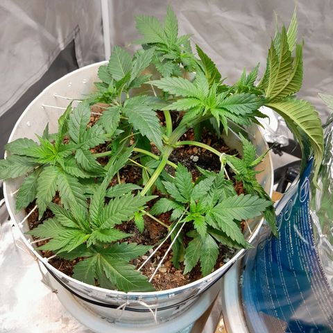  Critical XXL Fast growlog timeline photo