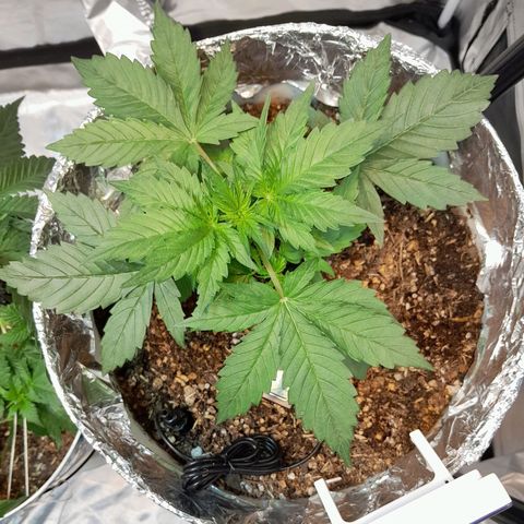 Auto Purple Punch growlog timeline photo