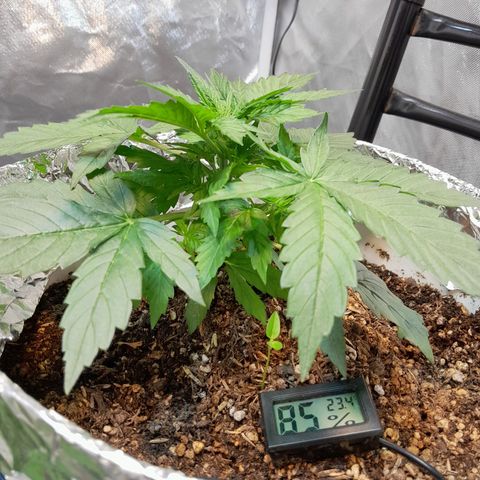 Auto Purple Punch growlog timeline photo