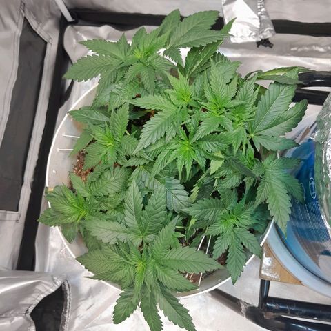  Critical XXL Fast growlog timeline photo