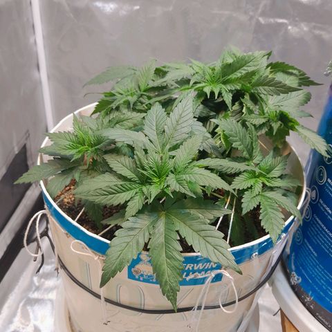  Critical XXL Fast growlog timeline photo