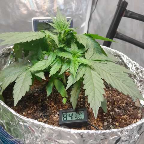 Auto Purple Punch growlog timeline photo