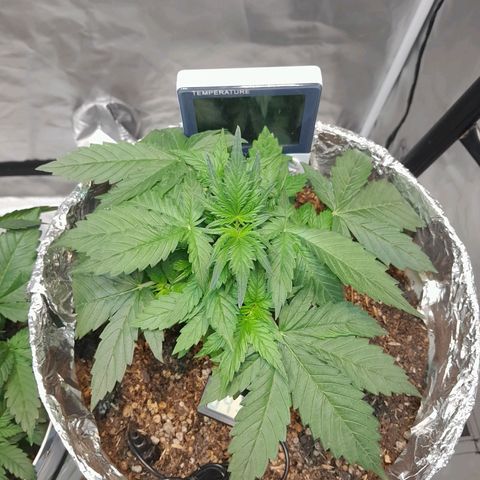 Auto Purple Punch growlog timeline photo