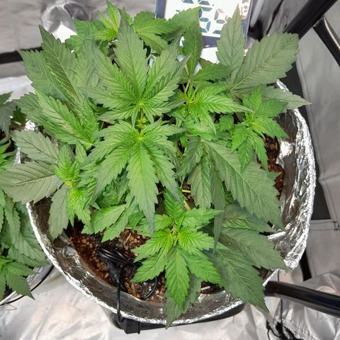Auto Purple Punch growlog timeline photo
