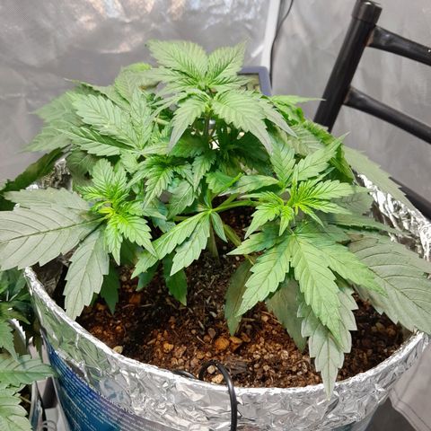 Auto Purple Punch growlog timeline photo