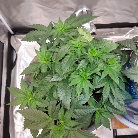 Critical XXL Fast growlog timeline photo