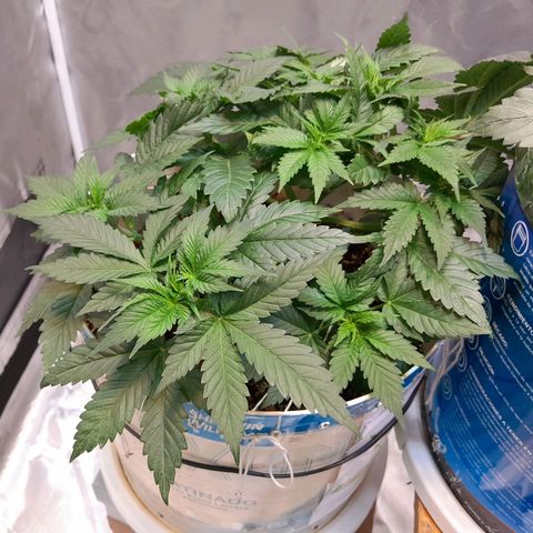  Critical XXL Fast growlog timeline photo